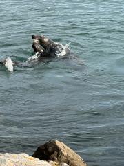 Seals, just on the way out of Brixham